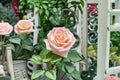 Almond Candy Rose Live Plant – Cream Apricot Garden Rose