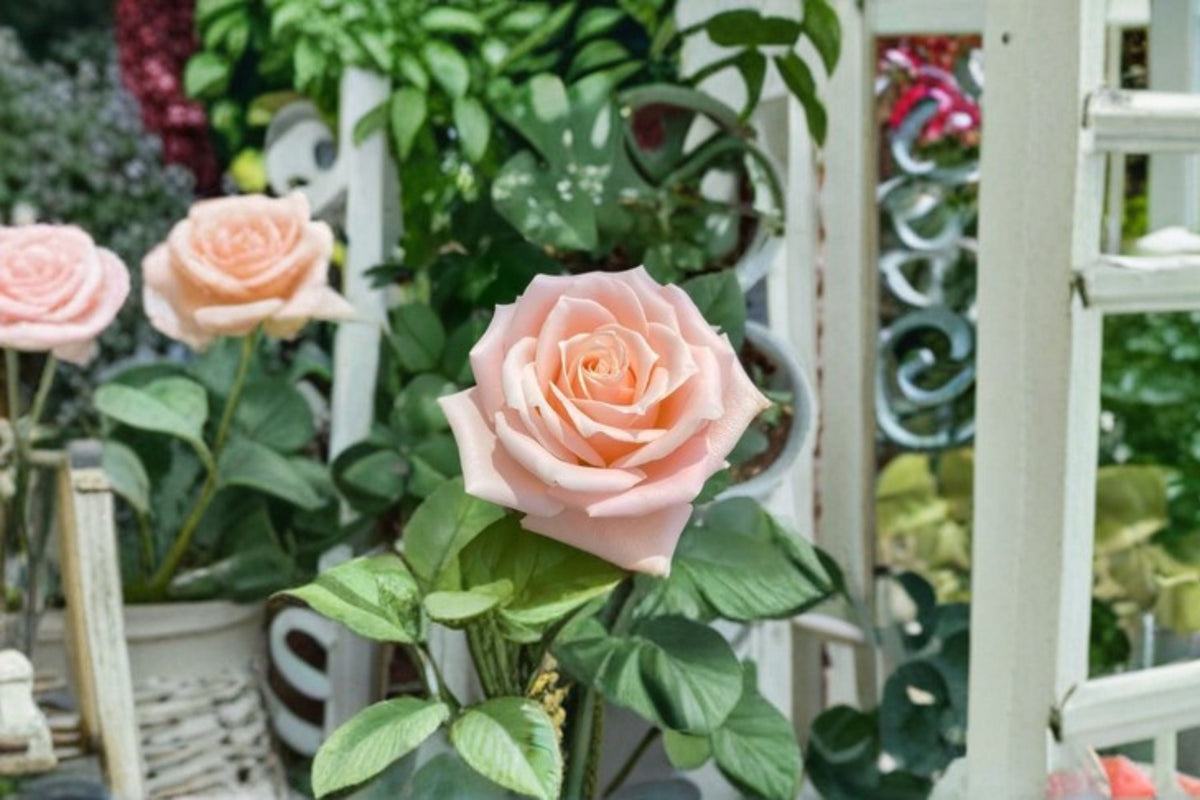 Almond Candy Rose Live Plant – Cream Apricot Garden Rose