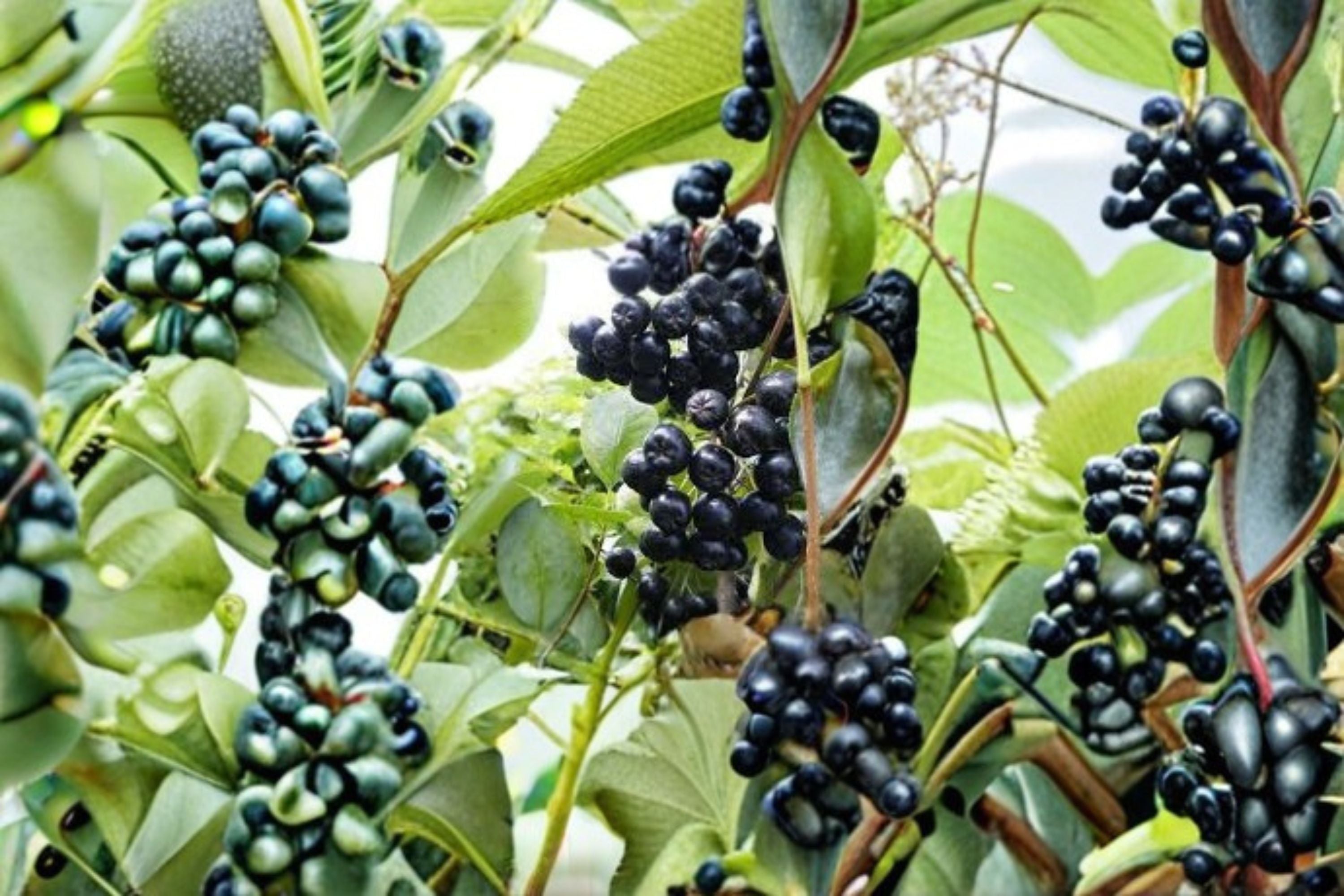 Viking Aronia Berry Live Starter Plant - Aronia melanocarpa - Hardy Zones 3-8