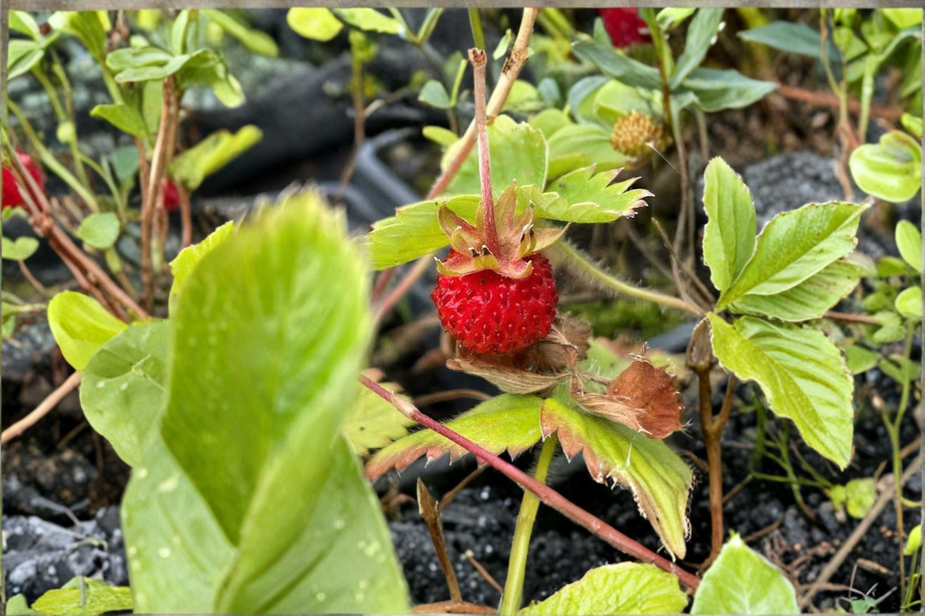 10 Wild Strawberry Rhizomes - Fragaria vesca Perennial Ground Cover Plants