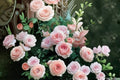 Austiger Lollipop Rose Live Plant – Tree Form Garden Rose 2–3 Feet Tall