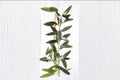 Leccino Olive Live Starter Plant – Olea europaea Evergreen Fruit Tree