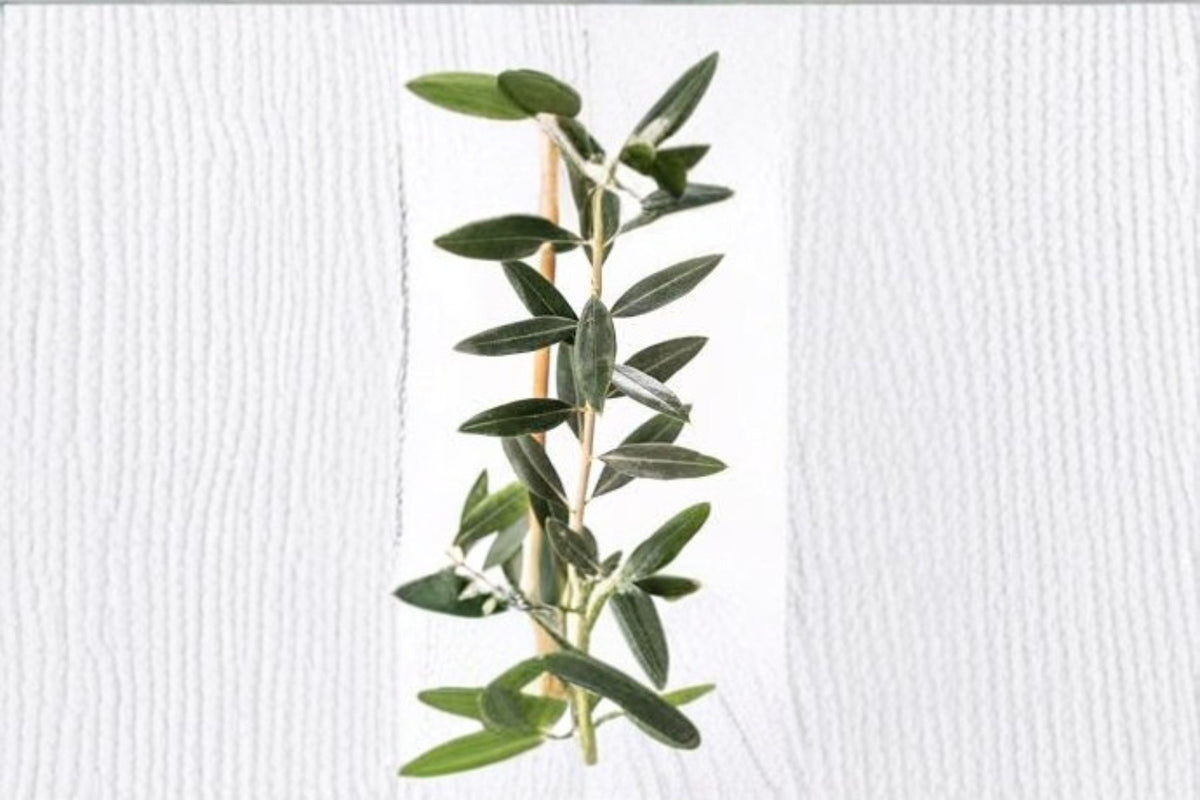 Leccino Olive Live Starter Plant – Olea europaea Evergreen Fruit Tree