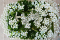 White Yarrow Live Plant Clump – Achillea millefolium Perennial Flowering Plant