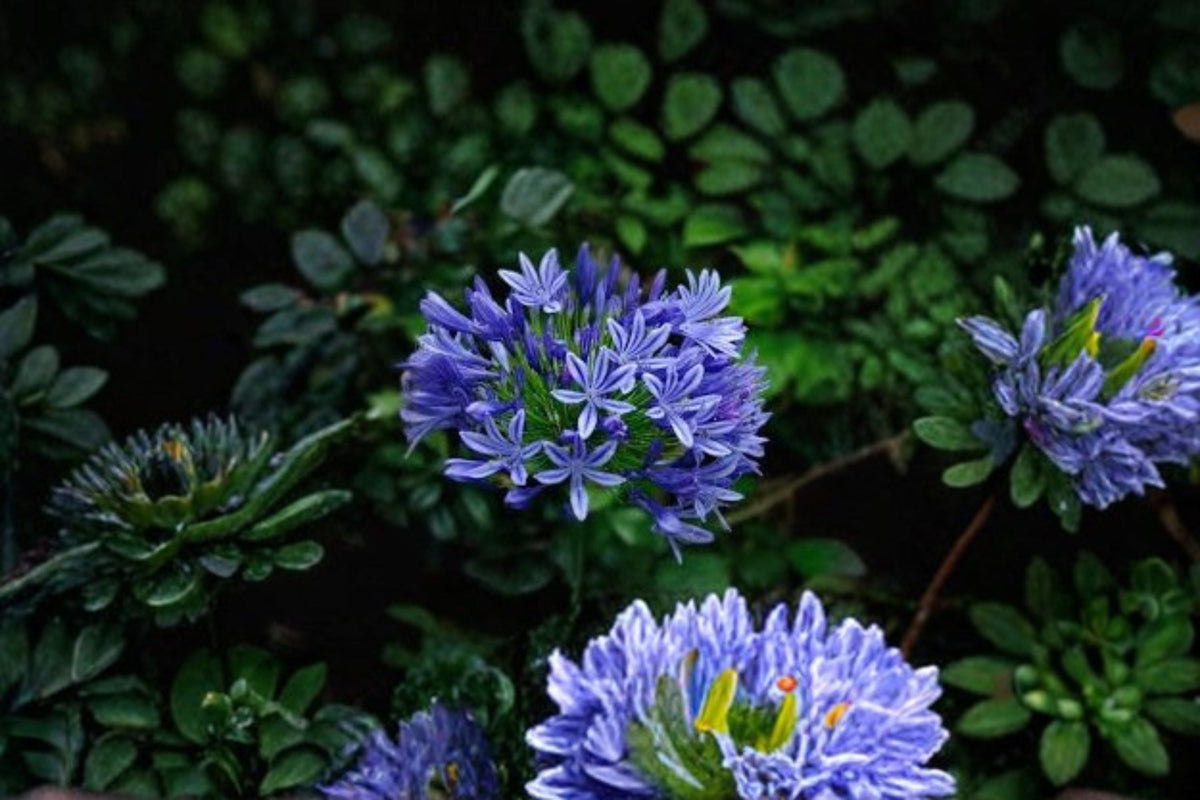 Pacific Sunset Agapanthus – Agapanthus praecox ‘MP01’ Blue-Purple Flowering Perennial