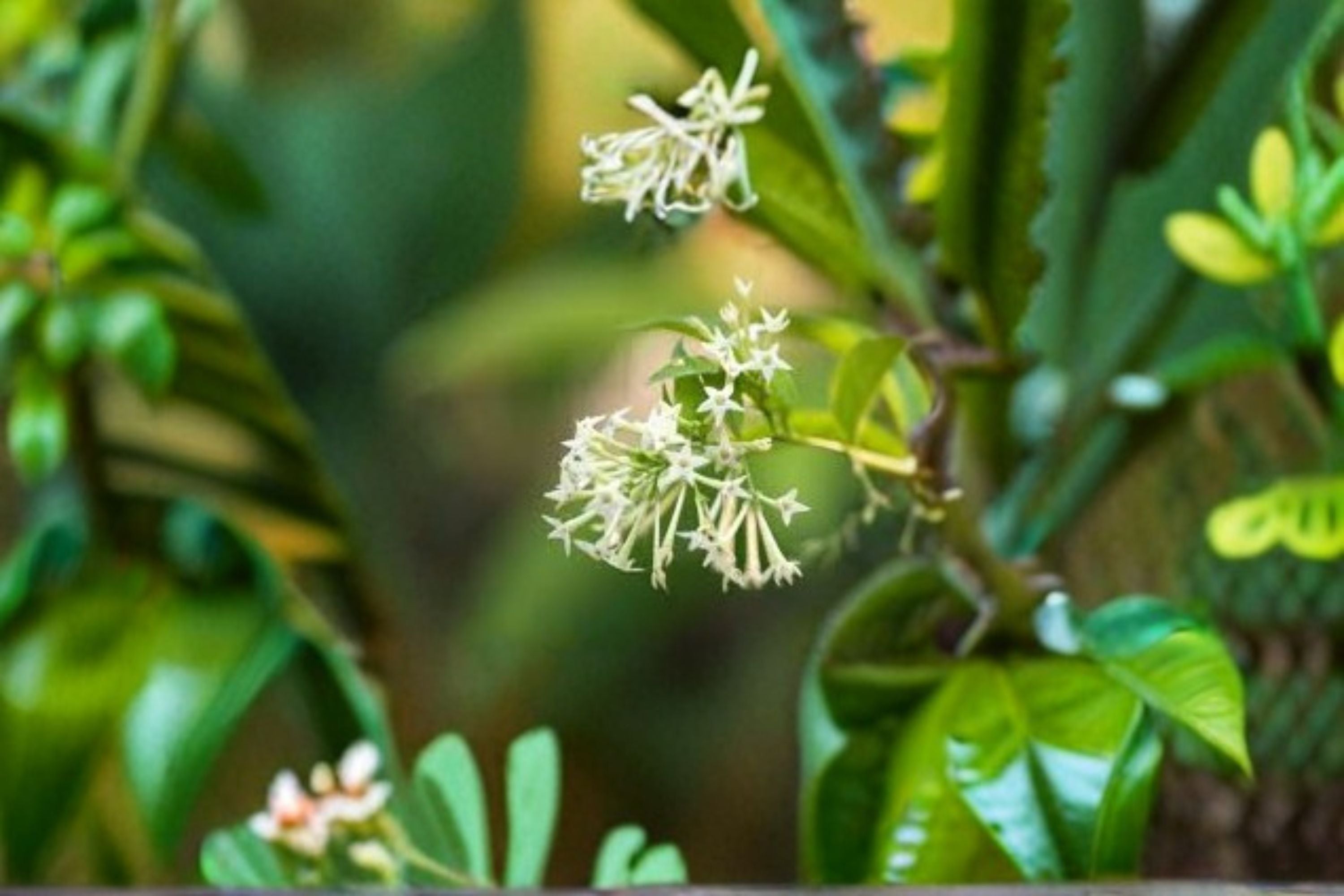 Night Blooming Jasmine Live Plant – Fragrant White Flowering Evergreen Shrub