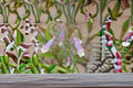 Slender Beardtongue Seeds Penstemon gracilis Purple Wildflower Native Perennial Garden Flower Pack