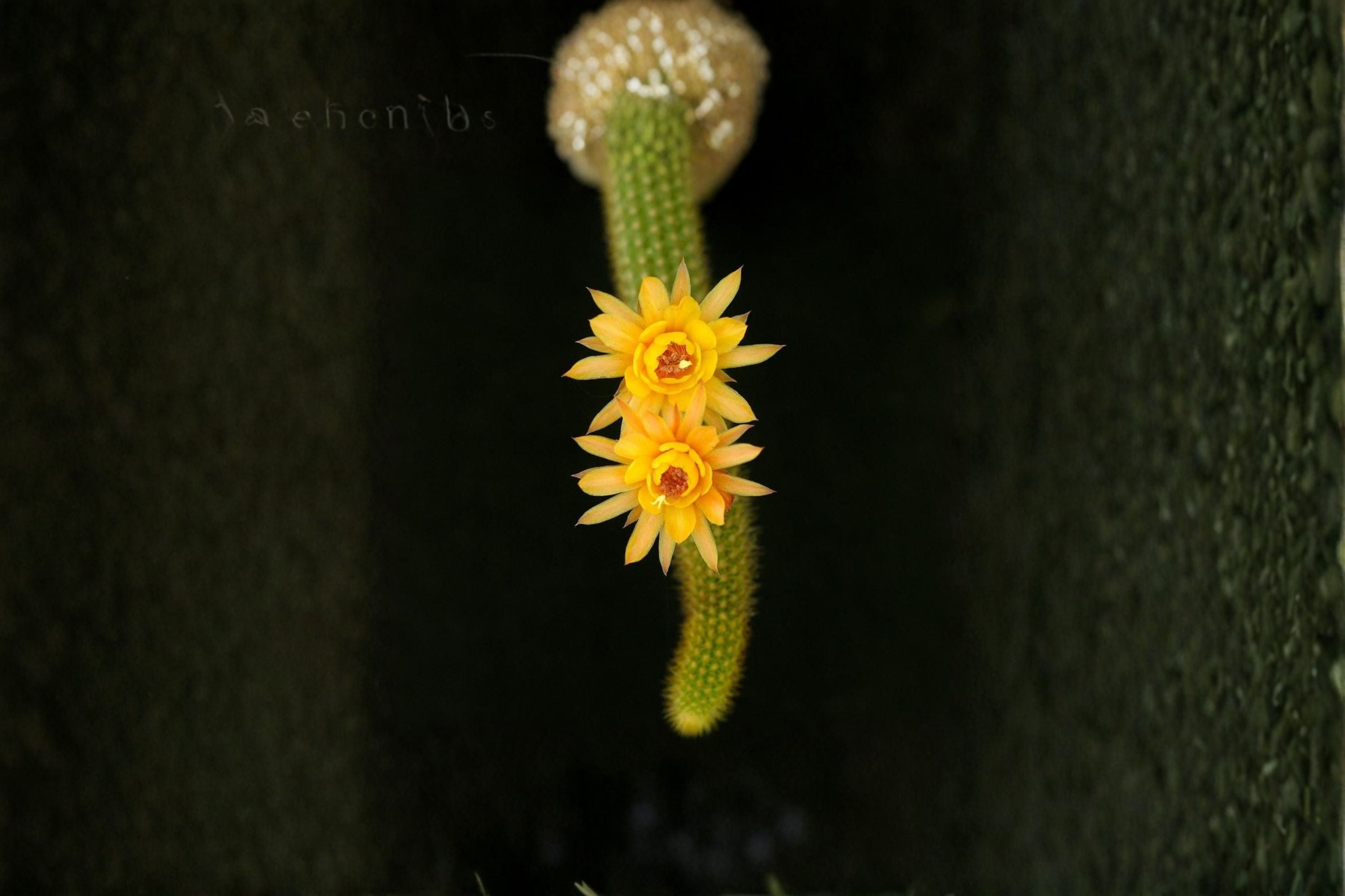 Hildewintera Humkes Kleine Gelber - Trailing Hybrid Cactus Plant