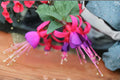 Fuchsia 1 Plant – Fuchsia hybrida | Shade Garden Flower