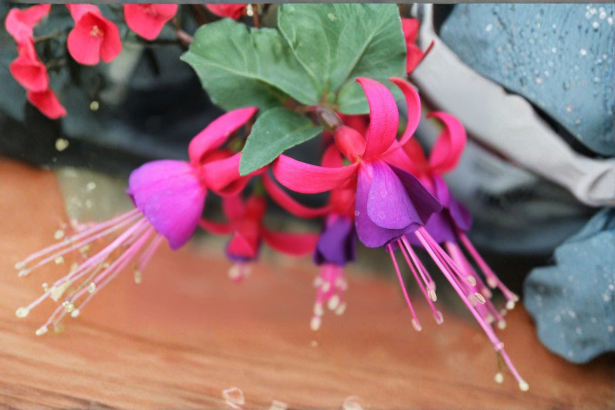 Fuchsia 1 Plant – Fuchsia hybrida | Shade Garden Flower