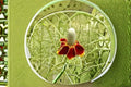Prairie Coneflower Seeds - Native Wildflower Perennial - Yellow & Red Blooms - Pollinator & Drought Tolerant - Ratibida columnifera - 100 Seeds