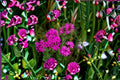 Catchfly Seeds - Silene armeria Pink Wildflower Seeds, Annual Garden Flower, Easy to Grow, 100 Seeds