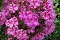Regal Geranium 5 Cuttings – Pelargonium × domesticum Flowering Plant