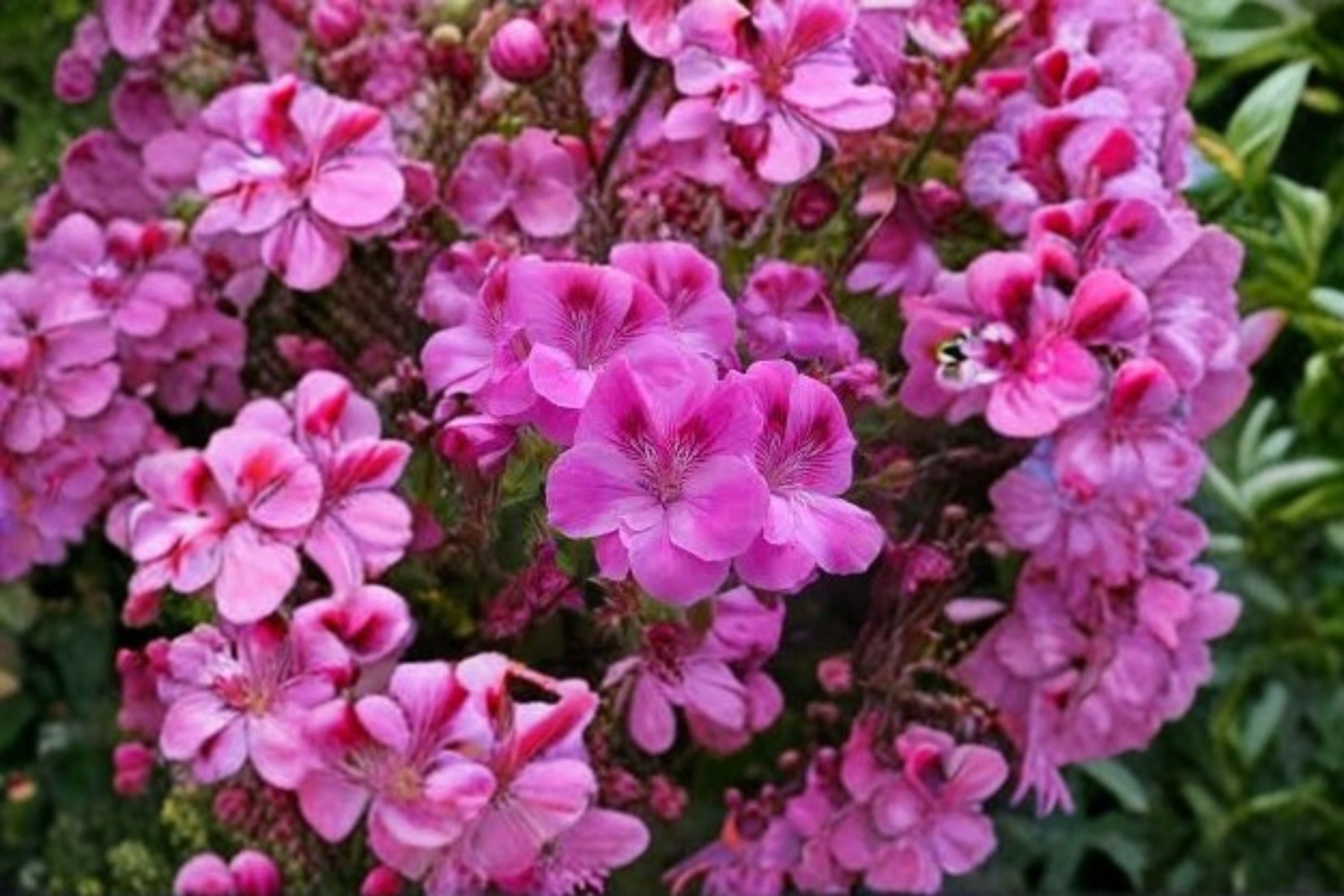 Regal Geranium 5 Cuttings – Pelargonium × domesticum Flowering Plant