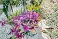 Tradescantia Nanouk 3 Cuttings – Variegated Trailing Houseplant