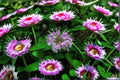 Wild Bergamot Seeds Monarda Fistulosa Perennial Lavender Wildflower Seeds for Garden Pollinator Planting
