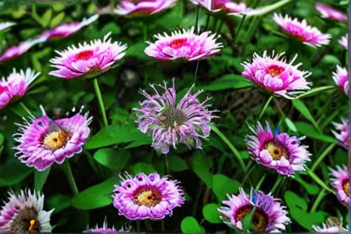 Wild Bergamot Seeds Monarda Fistulosa Perennial Lavender Wildflower Seeds for Garden Pollinator Planting