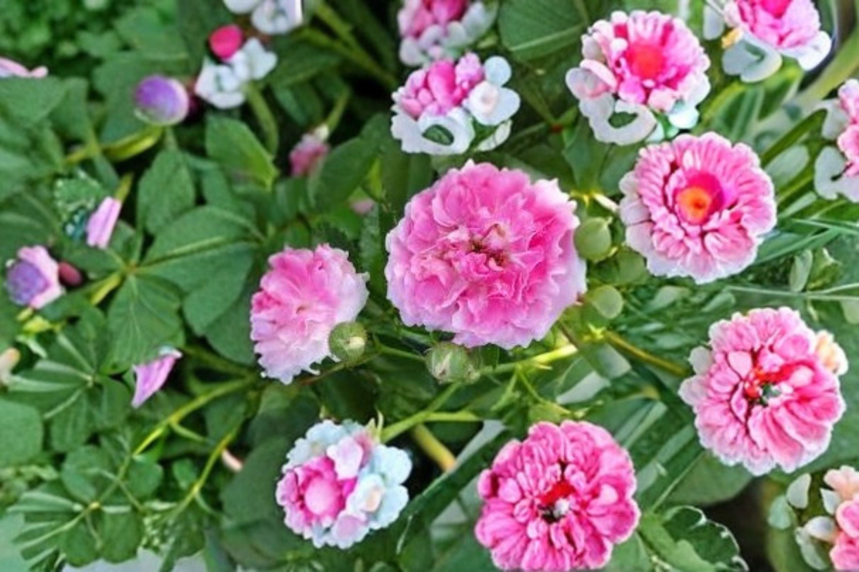 Seven Sisters Rose 12 Cuttings – Rosa multiflora Climbing Rose for Propagation