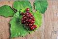 Razzmatazz Grape 4 Scions – Vitis vinifera Fruit Vine for Grafting and Propagation