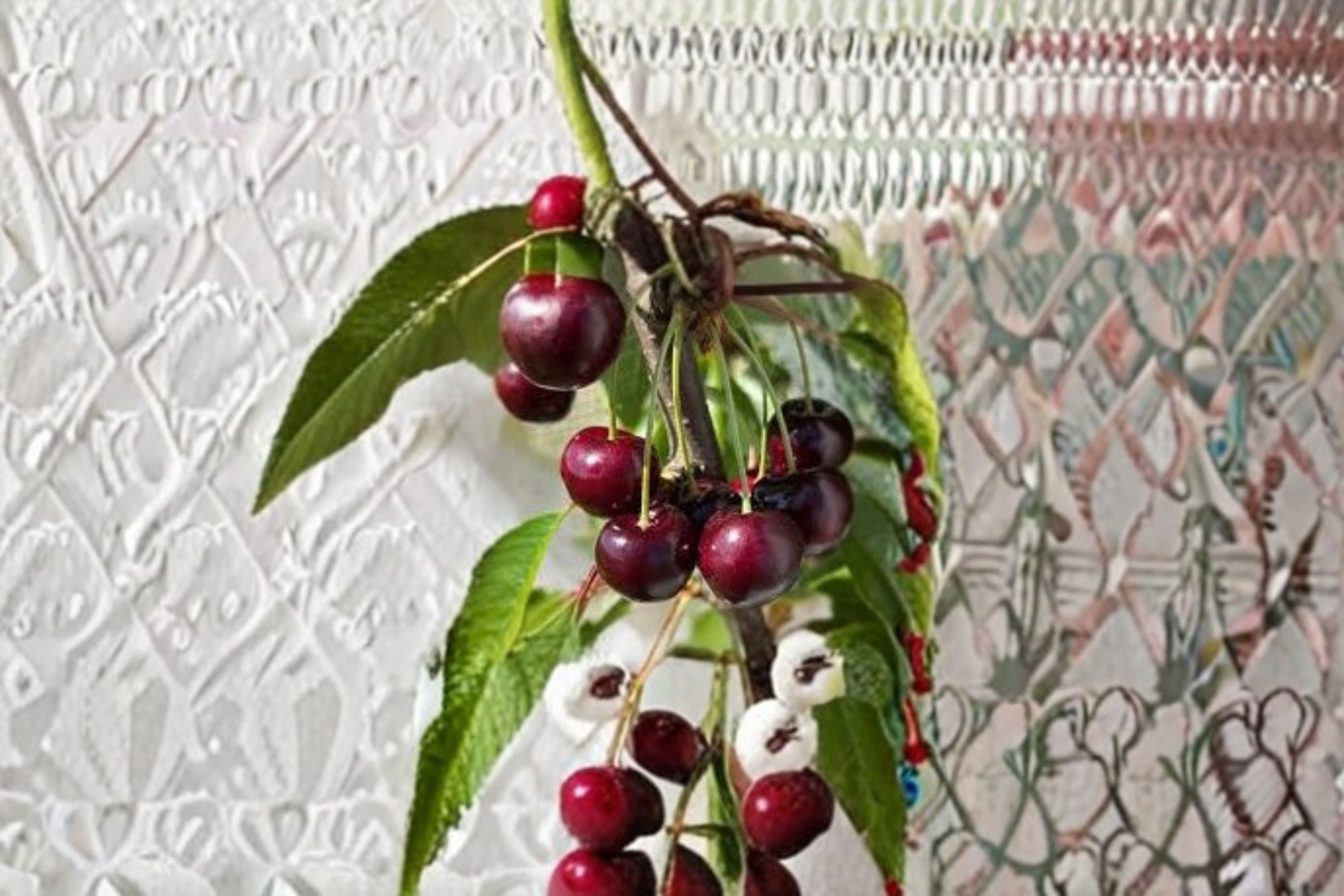 Bing Cherry 6 Cuttings – Prunus avium Fruit Tree Propagation
