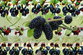 Black Mulberry 6 Cuttings – Morus nigra Unrooted Fruit Tree Cuttings