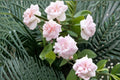 Cecile Brunner Rose 10 Cuttings – Rosa ‘Cecile Brunner’ Heirloom Climbing Rose