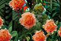Polka Climbing Rose 3 Cuttings – Rosa ‘Polka’ Apricot Flowering Climber