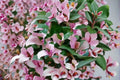 Blushing Bride Tradescantia 3 Cuttings – Variegated Trailing Houseplant
