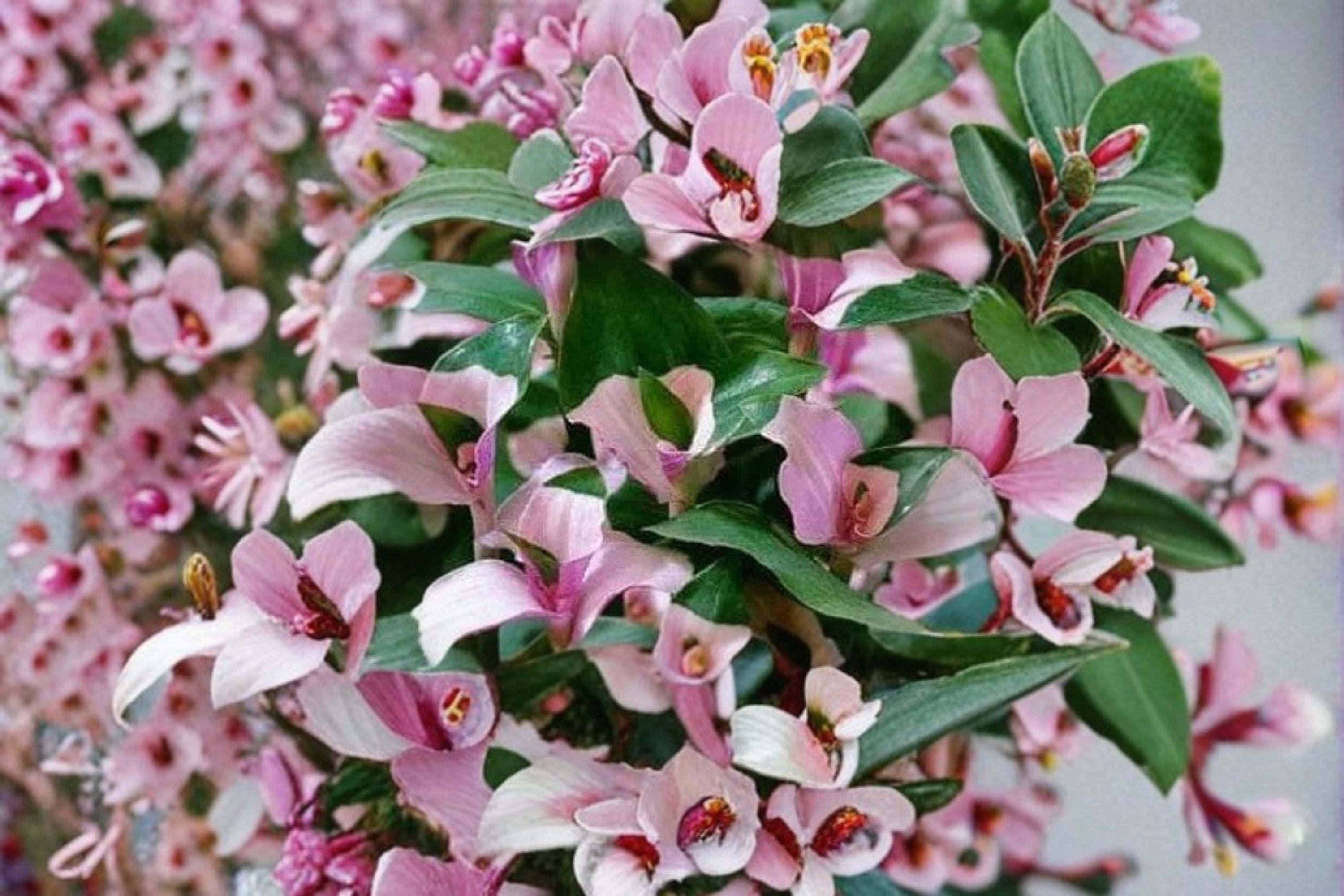 Blushing Bride Tradescantia 3 Cuttings – Variegated Trailing Houseplant