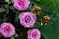 Angel Face Rose Live Plant – 1.5 Gal Lavender Floribunda Rose