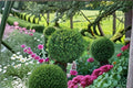 Green Gem Boxwood Plant – Buxus × ‘Green Gem’ Evergreen Shrub