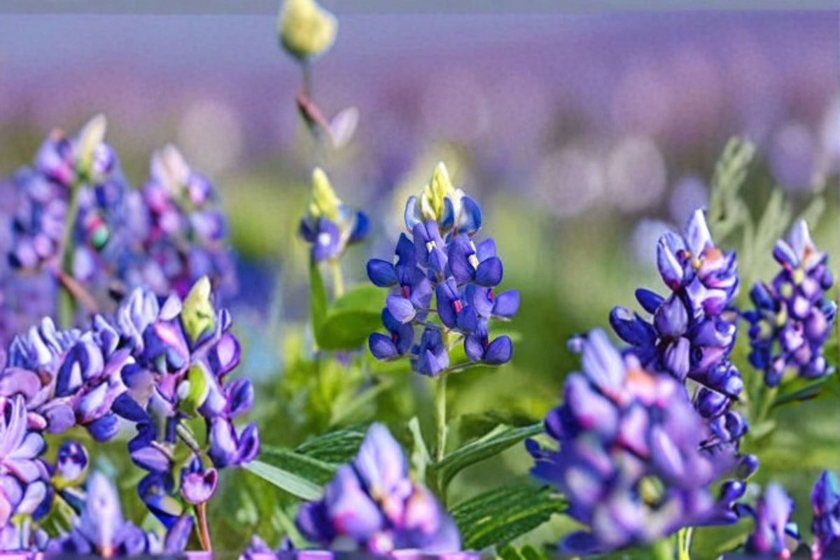 Texas Bluebonnet Seeds Lupinus texensis Native Wildflower Annual Garden Flower Pollinator Friendly 50 Seeds