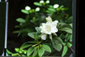 Gardenia 7 Cuttings – Gardenia jasminoides Evergreen Flowering Shrub