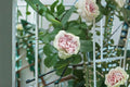 Shades of Grey Rose Live Plant – Gray Purple Cut Rose, Ornamental Perennial