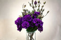 Lisianthus 1 Plant – Eustoma grandiflorum | Elegant Rose-like Blooms