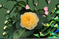 Yellow Julie Rose Live Plant – Fragrant Repeat Blooming Yellow Cut Rose