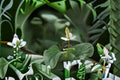 Rainbow Chameleon Live Plant – Houttuynia cordata Ground Cover Perennial