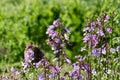 Hairy Beardtongue Seeds Penstemon hirsutus Native Perennial Wildflower Purple Garden Flower Pack
