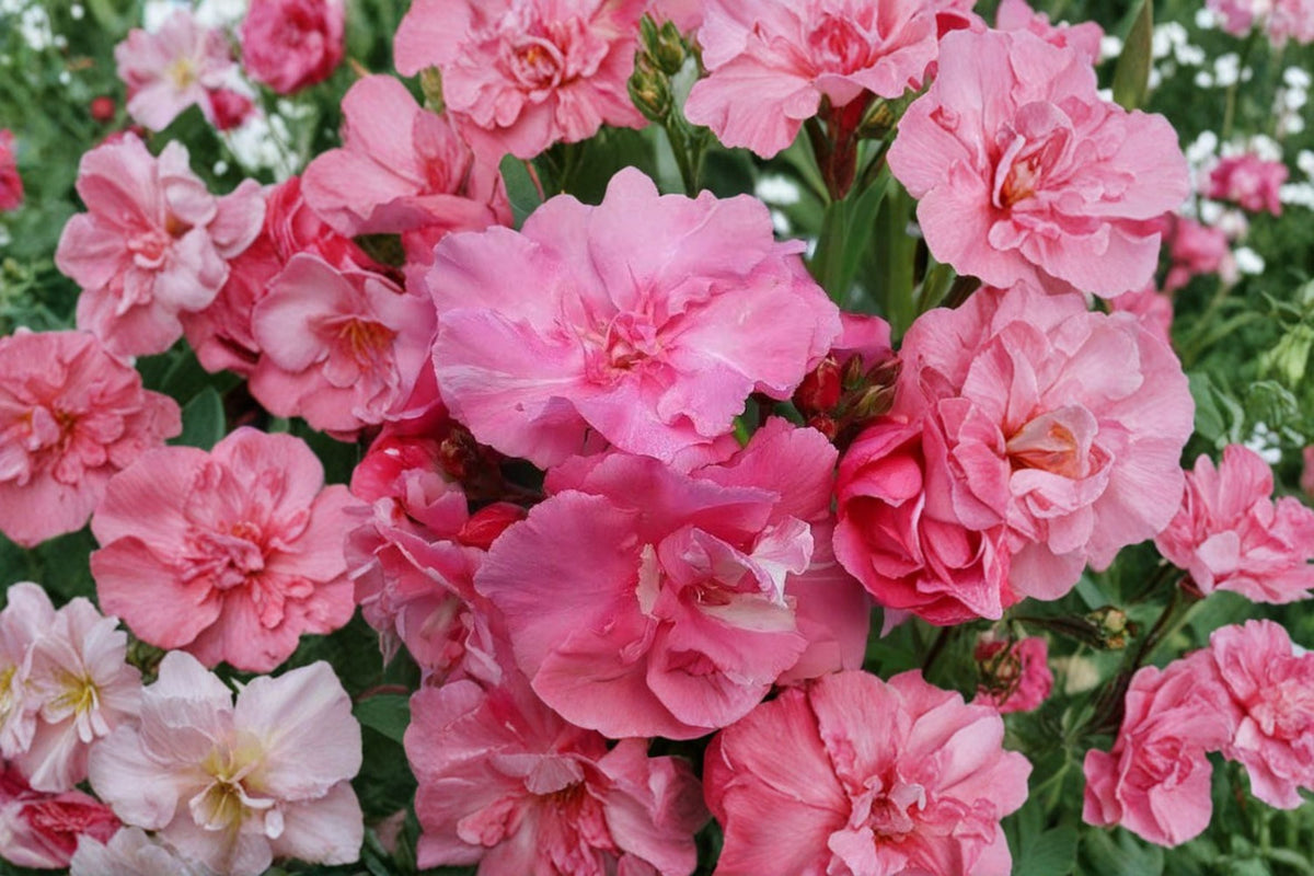 Pink Oleander 7 Unrooted 6 Inch Cuttings – Nerium oleander Evergreen Shrub