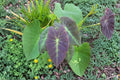 Colocasia Illustris Live Plant – Black Beauty Elephant Ear | Tropical Foliage Perennial
