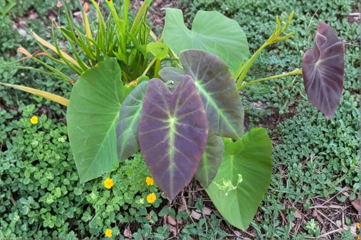Colocasia Illustris Live Plant – Black Beauty Elephant Ear | Tropical Foliage Perennial