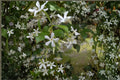 Star Jasmine 1 Plant – Trachelospermum jasminoides Evergreen Climbing Vine