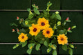 Golden Wave Tickseed Seeds Coreopsis basalis Yellow Red Wildflower Annual Garden Plant 100 Seeds