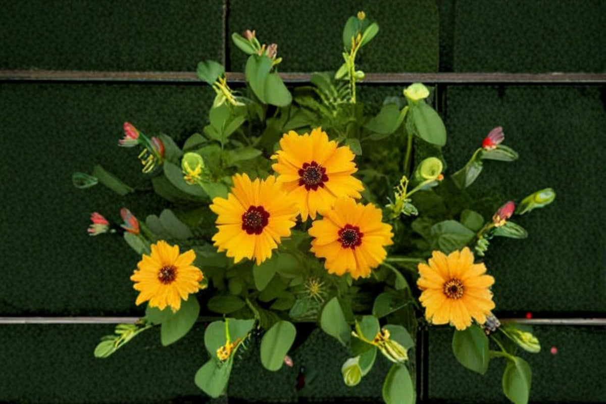 Golden Wave Tickseed Seeds Coreopsis basalis Yellow Red Wildflower Annual Garden Plant 100 Seeds