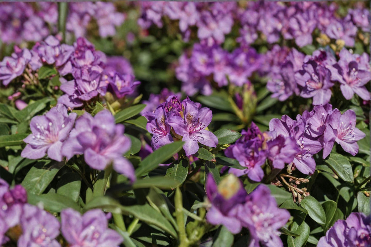 Catawba Boursault Rhododendron Live Plant – 7L Pot – Evergreen Flowering Shrub