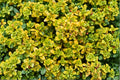 Lemon Thyme Plant – Thymus citriodorus Perennial Herb