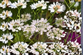 White Lace Flower Plant – Orlaya grandiflora Annual for Borders & Cut Flowers
