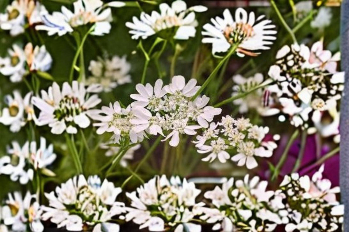 White Lace Flower Plant – Orlaya grandiflora Annual for Borders & Cut Flowers