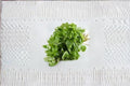 White Leaf Amaranth Seeds, Amaranthus mangostanus, Leafy Green Vegetable, 500 Seeds