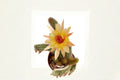 Hildewintera Humkes Kleine Gelber - Trailing Hybrid Cactus Plant